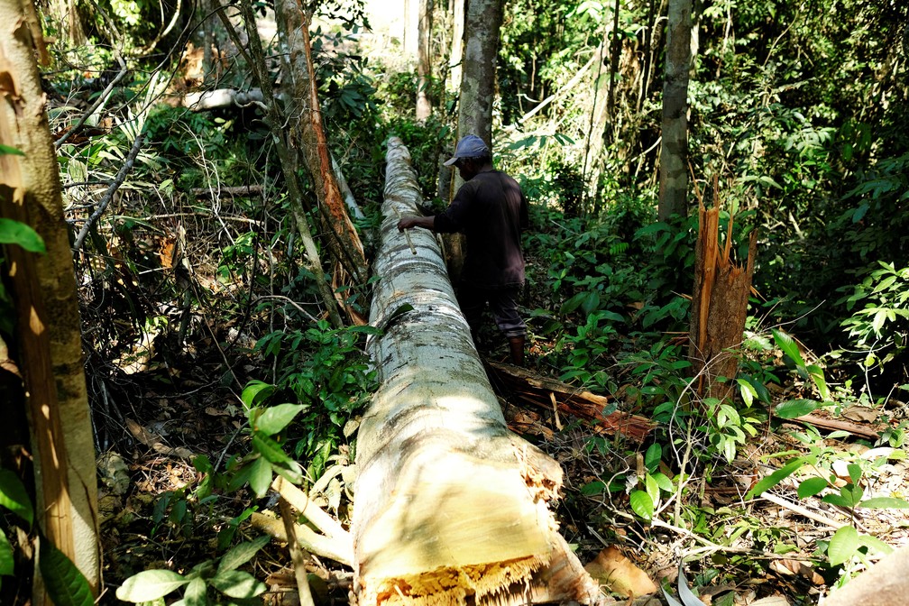 Área sob alerta de desmatamento na Amazônia Legal em junho foi a maior da série histórica, aponta Inpe - News Rondônia