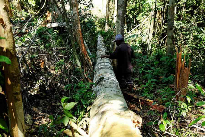 Área sob alerta de desmatamento na Amazônia Legal em junho foi a maior da série histórica, aponta Inpe - News Rondônia