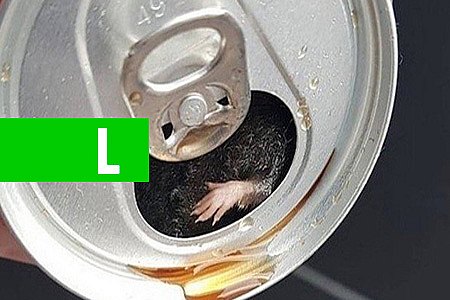 RATO É ENCONTRADO EM LATA DE REFRIGERANTE DA COCA-COLA - News Rondônia