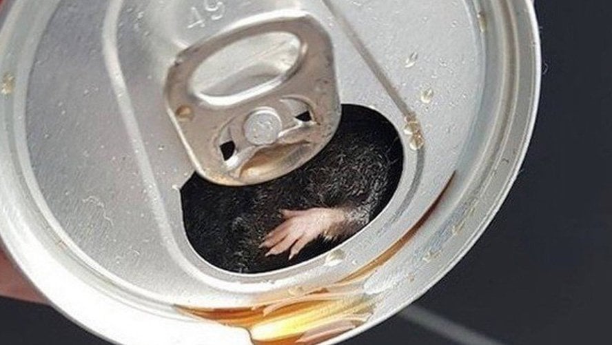 RATO É ENCONTRADO EM LATA DE REFRIGERANTE DA COCA-COLA - News Rondônia