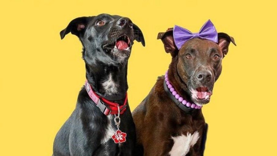 Cacau e Cookie, cães resgatados das ruas viram influenciadores pet - News Rondônia
