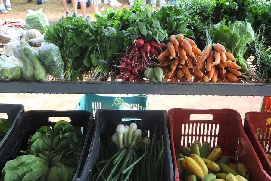 Dia Mundial do Vegano é celebrado neste 1º de novembro - News Rondônia