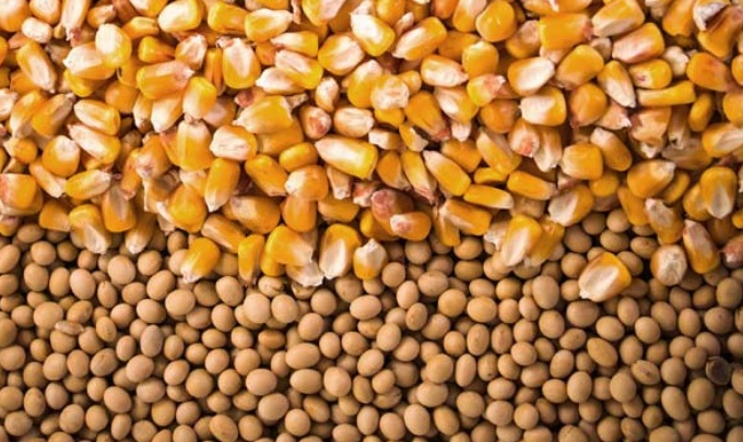 Conab aponta aumento de 8% da produção brasileira de grãos, chegando a 278 milhões de toneladas - News Rondônia