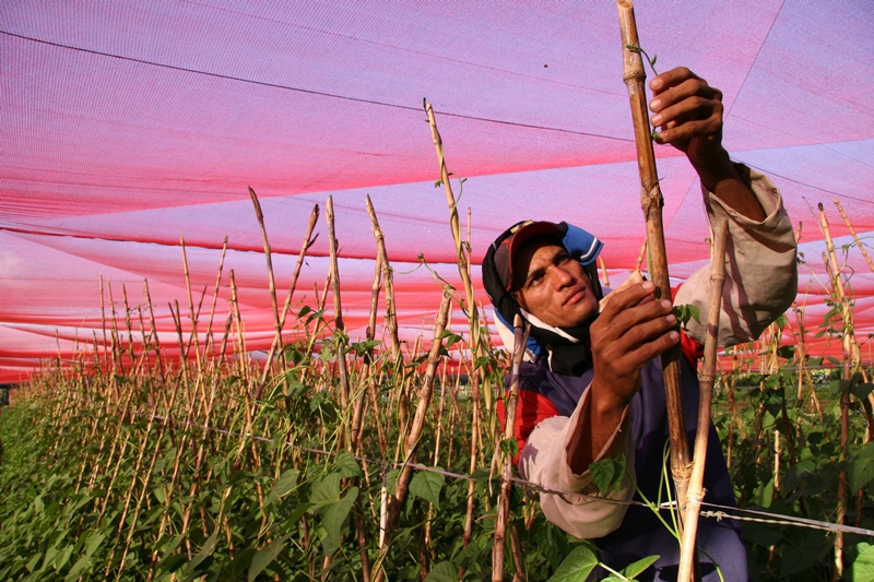 DIA DO AGRICULTOR É COMEMORADO COM EVENTO NACIONAL - News Rondônia
