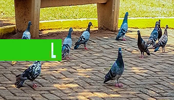 AGEVISA ORIENTA SOBRE OS RISCOS DA DOENÇA DO POMBO; SAIBA COMO EVITAR E SE PREVENIR - News Rondônia