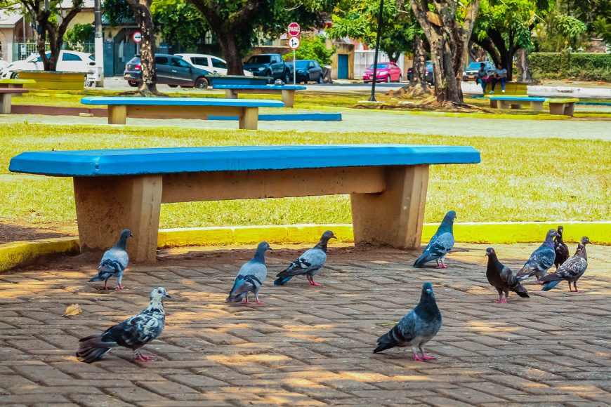 AGEVISA ORIENTA SOBRE OS RISCOS DA DOENÇA DO POMBO; SAIBA COMO EVITAR E SE PREVENIR - News Rondônia