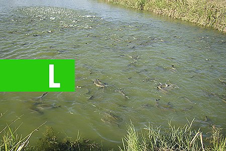 PRODUTORES DE PEIXE DE RONDÔNIA RECEBEM AJUDA DO SEBRAE - News Rondônia
