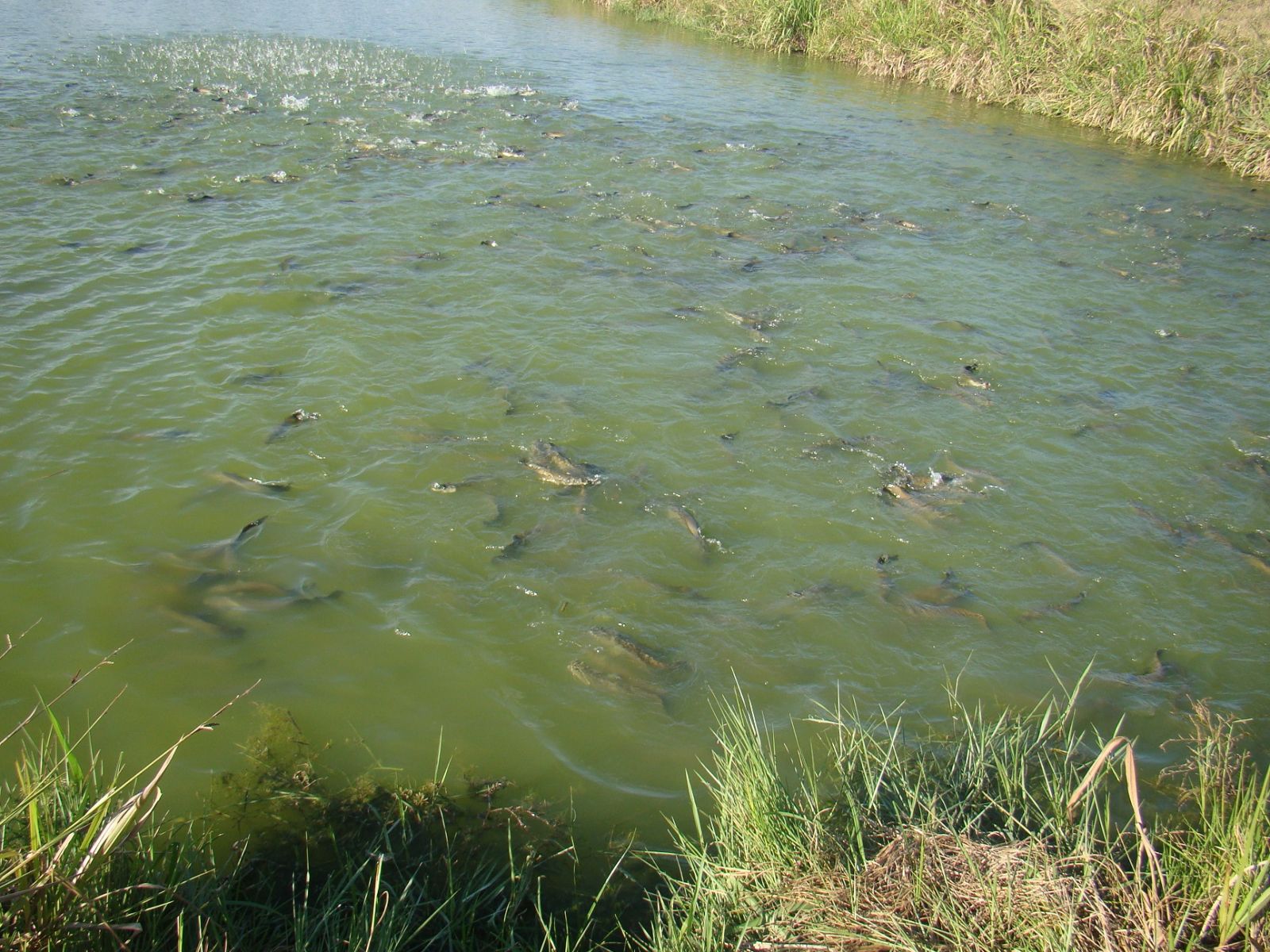 PRODUTORES DE PEIXE DE RONDÔNIA RECEBEM AJUDA DO SEBRAE - News Rondônia