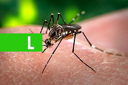 CASOS DE DENGUE CRESCEM 224%; DF ESTÁ ENTRE OS MAIS ATINGIDOS NO PAÍS - News Rondônia