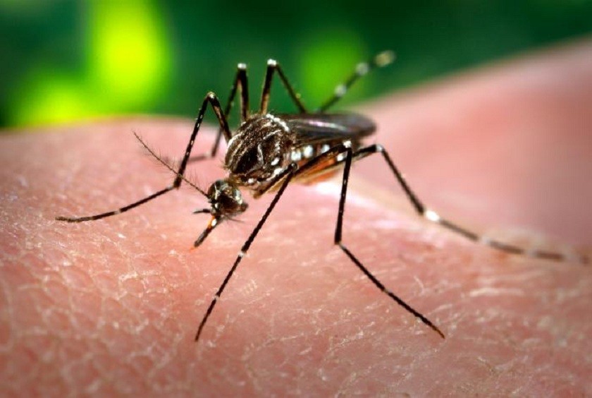 CASOS DE DENGUE CRESCEM 224%; DF ESTÁ ENTRE OS MAIS ATINGIDOS NO PAÍS - News Rondônia