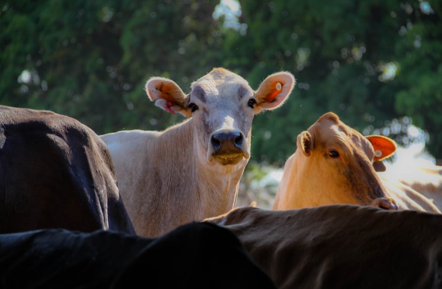 DEFESA ANIMAL - Segunda etapa da campanha de declaração de rebanhos em Rondônia tem início nesta quinta-feira, 1 - News Rondônia