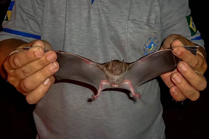 Agevisa orienta população quanto aos riscos de doenças transmitidas por morcegos - News Rondônia