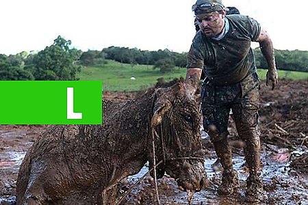 TCU VAI FISCALIZAR AÇÕES DA AGÊNCIA NACIONAL DE MINERAÇÃO APÓS DESASTRE DE BRUMADINHO - News Rondônia