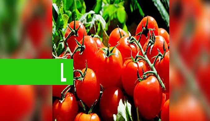 CÁLCULO DA CONAB PARA DESCONTOS DA PGPAF DESTACA PRODUÇÃO DE BANANA, TOMATE E CEBOLA - News Rondônia