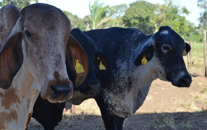 FERTILIZAÇÃO IN VITRO VAI IMPULSIONAR PRODUÇÃO LEITEIRA NO CONE SUL DE RONDÔNIA - News Rondônia