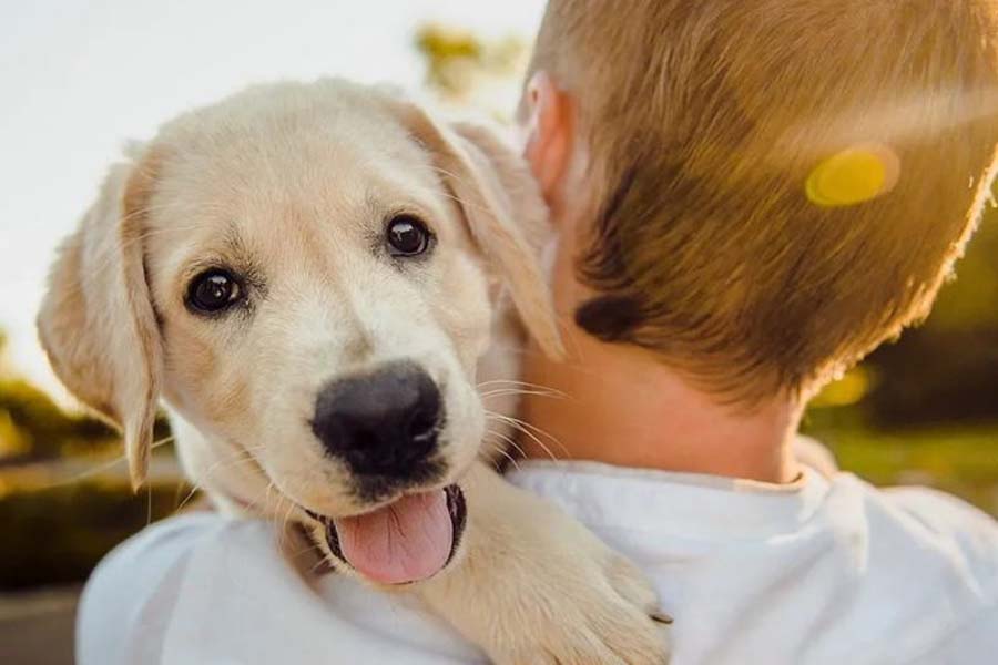 Cães reconhecem emoções dos donos, mostra estudo da USP - News Rondônia
