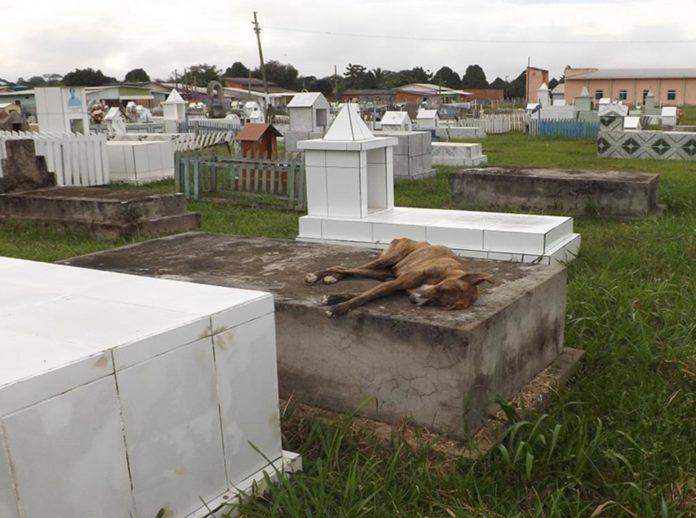 CÃO ESPERA EM CIMA DE TÚMULO POR DONO QUE MORREU NO ACRE; ANIMAL NÃO QUER MAIS COMER - News Rondônia