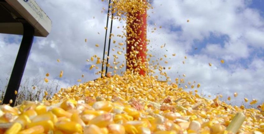Conab lança edital para remover mais de 11,2 mil toneladas de milho - News Rondônia