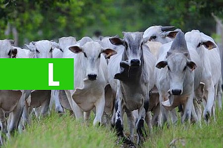 CONHEÇA O GADO NELORE E SUA IMPORTÂNCIA PARA A PECUÁRIA BRASILEIRA - News Rondônia