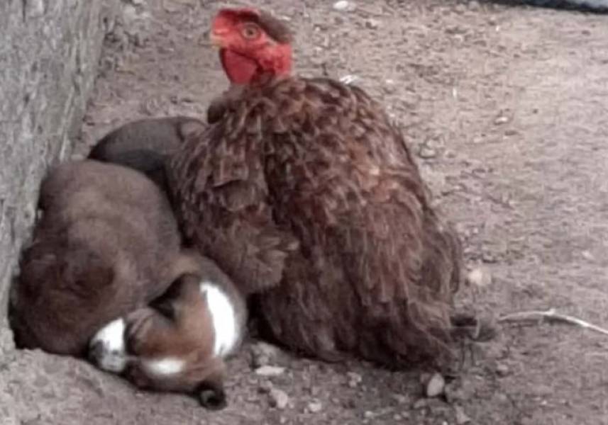 Galinha adota filhotes de cadela como se fossem pintinhos e vídeo viraliza - News Rondônia
