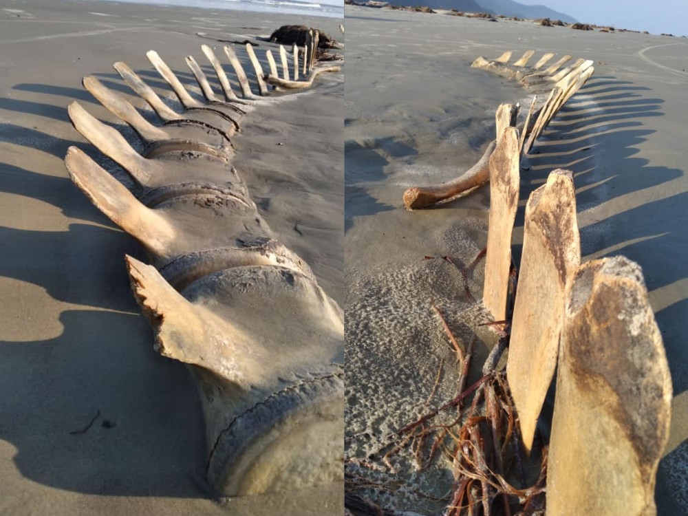 Esqueleto gigante é desenterrado por acaso em praia e vira atração - News Rondônia