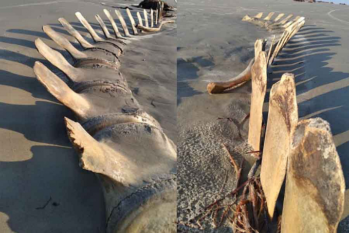 Esqueleto gigante é desenterrado por acaso em praia e vira atração - News Rondônia
