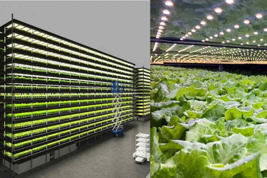 Fazenda vertical eólica produz mil toneladas de alimentos por ano - News Rondônia