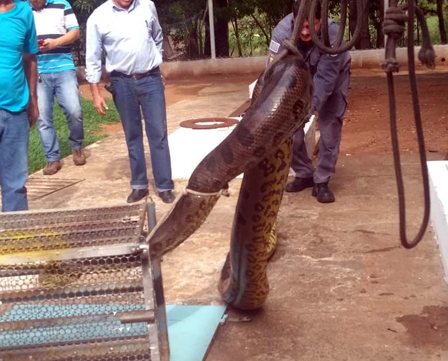 SUCURI GIGANTE É CAPTURADA EM ÁREA DE CAPTAÇÃO DE ÁGUA - VEJA AS FOTOS - News Rondônia