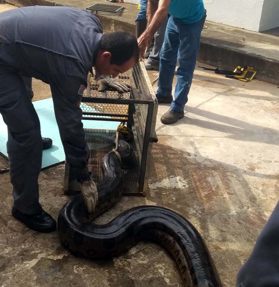 SUCURI GIGANTE É CAPTURADA EM ÁREA DE CAPTAÇÃO DE ÁGUA - VEJA AS FOTOS - News Rondônia