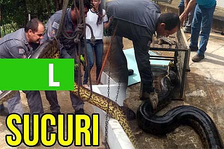 SUCURI GIGANTE É CAPTURADA EM ÁREA DE CAPTAÇÃO DE ÁGUA - VEJA AS FOTOS - News Rondônia