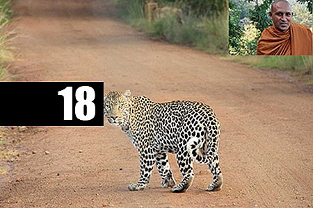MONGE VAI MEDITAR NA FLORESTA E ACABA MORTO POR LEOPARDO - News Rondônia