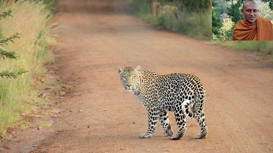 MONGE VAI MEDITAR NA FLORESTA E ACABA MORTO POR LEOPARDO - News Rondônia