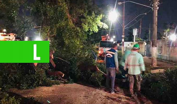 URBANIZAÇÃO E INFRAESTRUTURA - Prefeitura erradica árvores que prejudicam drenagem - News Rondônia