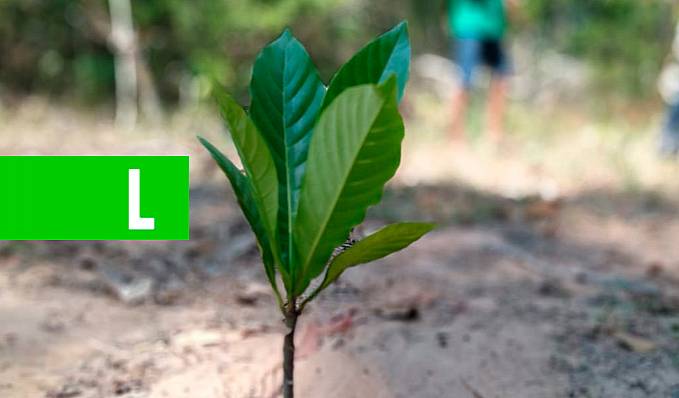 Escola municipais de Vilhena aderem ao projeto Adote Uma Árvore Com Poesia - News Rondônia