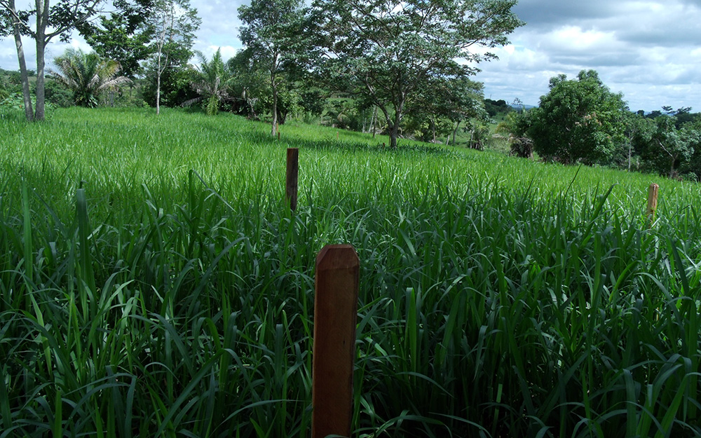 RONDÔNIA VAI CRIAR LEI PARA FISCALIZAR QUALIDADE DE SEMENTES ADQUIRIDAS DE OUTROS ESTADOS - News Rondônia