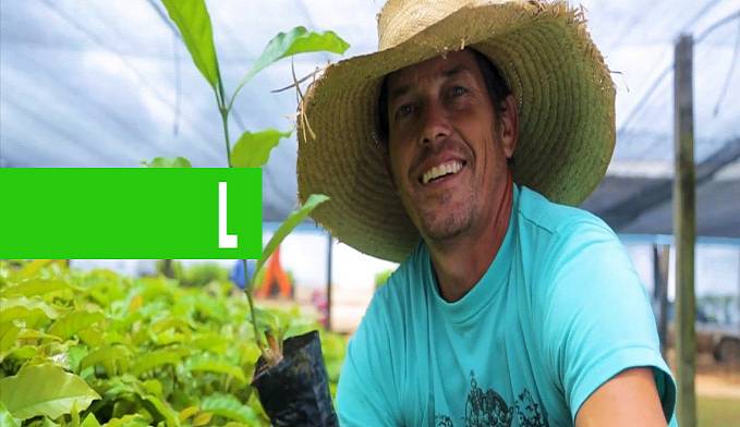 CAFEICULTORES DE RONDÔNIA RECEBEM MUDAS DE CAFÉ ROBUSTA PARA FOMENTAR A PRODUÇÃO - News Rondônia