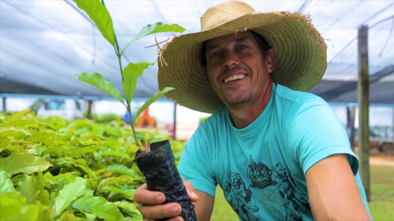 CAFEICULTORES DE RONDÔNIA RECEBEM MUDAS DE CAFÉ ROBUSTA PARA FOMENTAR A PRODUÇÃO - News Rondônia