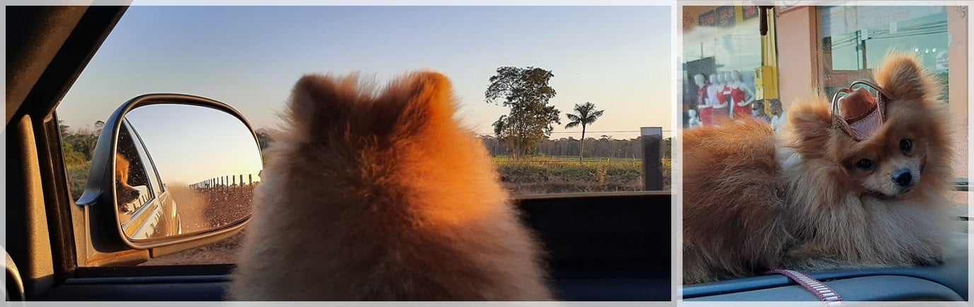 Maus tratos a animais: agora é crime em Porto Velho com prisão e até multa - News Rondônia