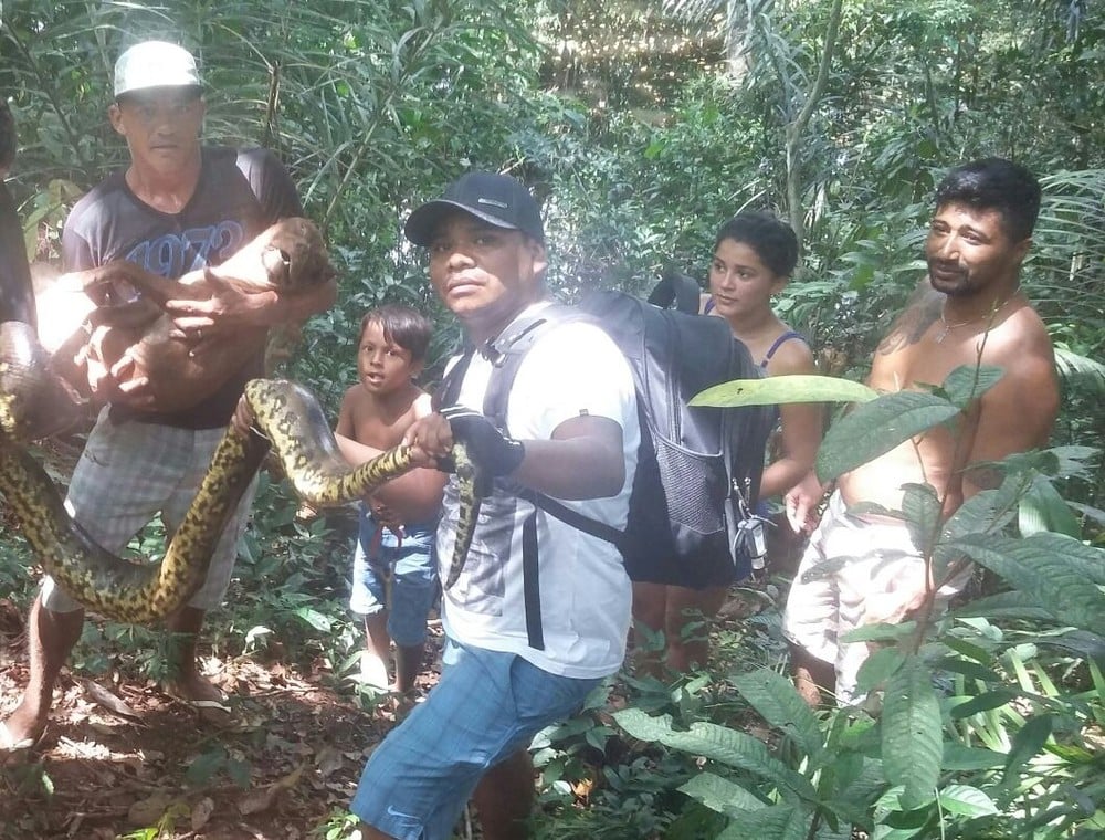 SUCURI GIGANTE É MORTA POR MORADORES APÓS ATACAR PIT BULL - News Rondônia