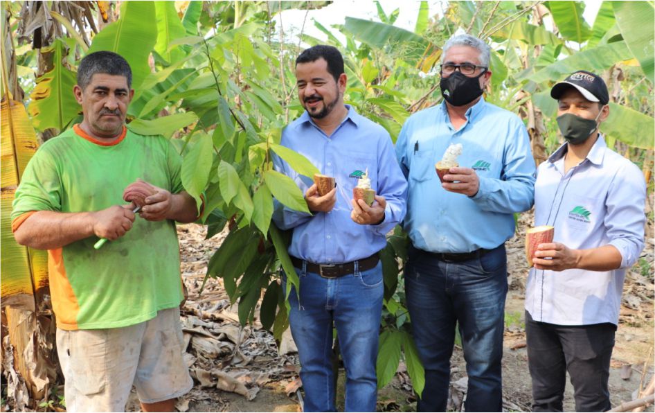 Produtor rondoniense segue orientações e plantio de cacau clonal vira referência de cultivo em Itapuã do Oeste - News Rondônia