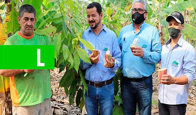 Produtor rondoniense segue orientações e plantio de cacau clonal vira referência de cultivo em Itapuã do Oeste - News Rondônia