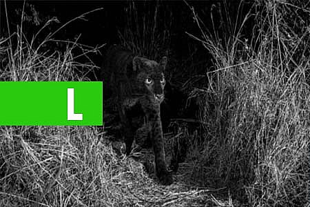 LEOPARDO NEGRO É FOTOGRAFADO PELA PRIMEIRA VEZ EM MAIS DE UM SÉCULO - News Rondônia