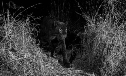 LEOPARDO NEGRO É FOTOGRAFADO PELA PRIMEIRA VEZ EM MAIS DE UM SÉCULO - News Rondônia