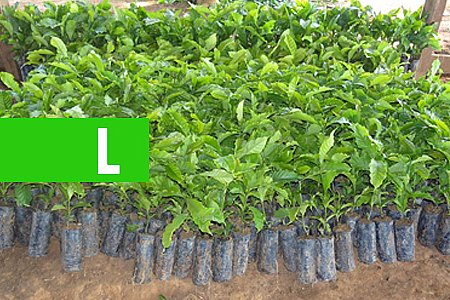 SEMAGRIC ENTREGA MAIS MUDAS DE CAFÉ CLONAL PARA AGRICULTORES - News Rondônia