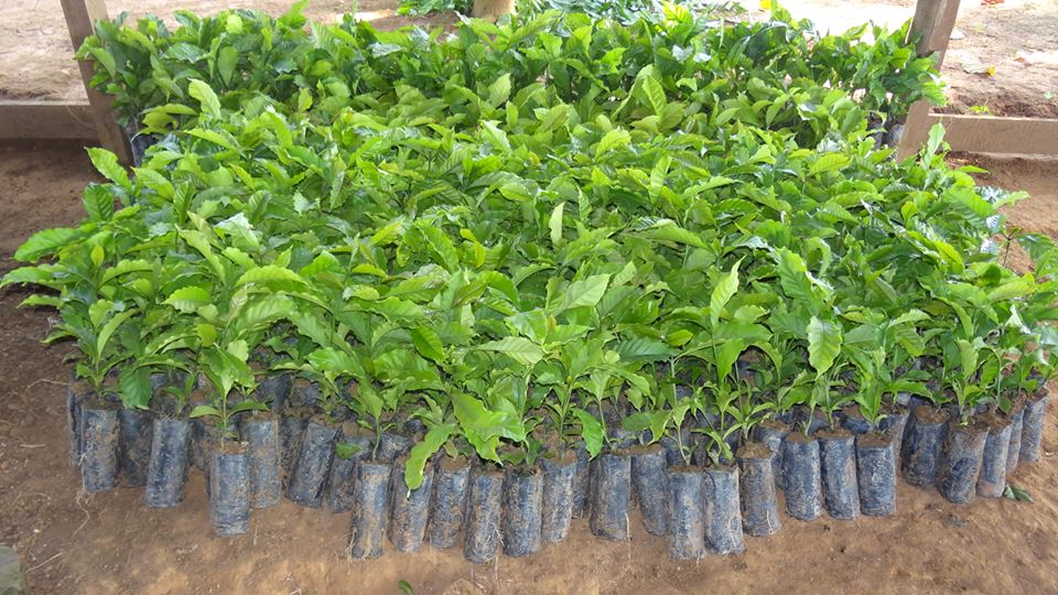 SEMAGRIC ENTREGA MAIS MUDAS DE CAFÉ CLONAL PARA AGRICULTORES - News Rondônia
