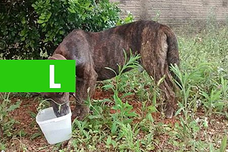 CRUELDADE: CÃOZINHO FERIDO E COM FOME É AMARRADO EM BAIRRO DE VILHENA; ONG DE RESGATE É ACIONADA - News Rondônia