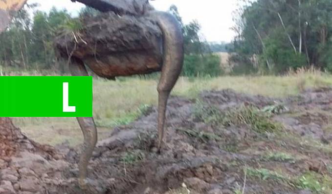 Produtor rural de Santa Helena encontra Sucuri em escavação - News Rondônia