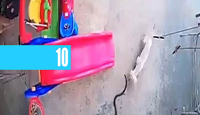 VÍDEO: CACHORROS BRIGAM ATÉ A MORTE COM COBRA PARA SALVAR BEBÊ - News Rondônia