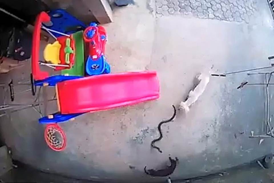 VÍDEO: CACHORROS BRIGAM ATÉ A MORTE COM COBRA PARA SALVAR BEBÊ - News Rondônia
