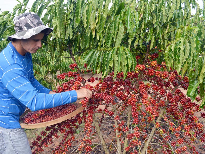 Solenidade de premiação do 6º concurso de qualidade e sustentabilidade do café de Rondônia (Concafé) será nesta sexta-feira (22) - News Rondônia